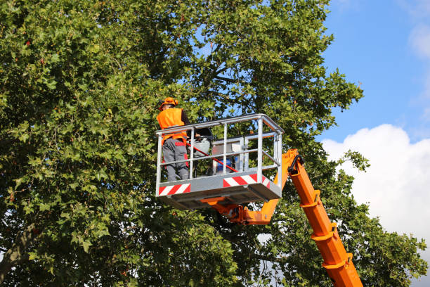 How Our Tree Care Process Works  in  La Junta, CO