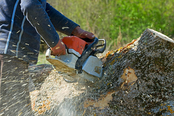 Tree and Shrub Care in La Junta, CO